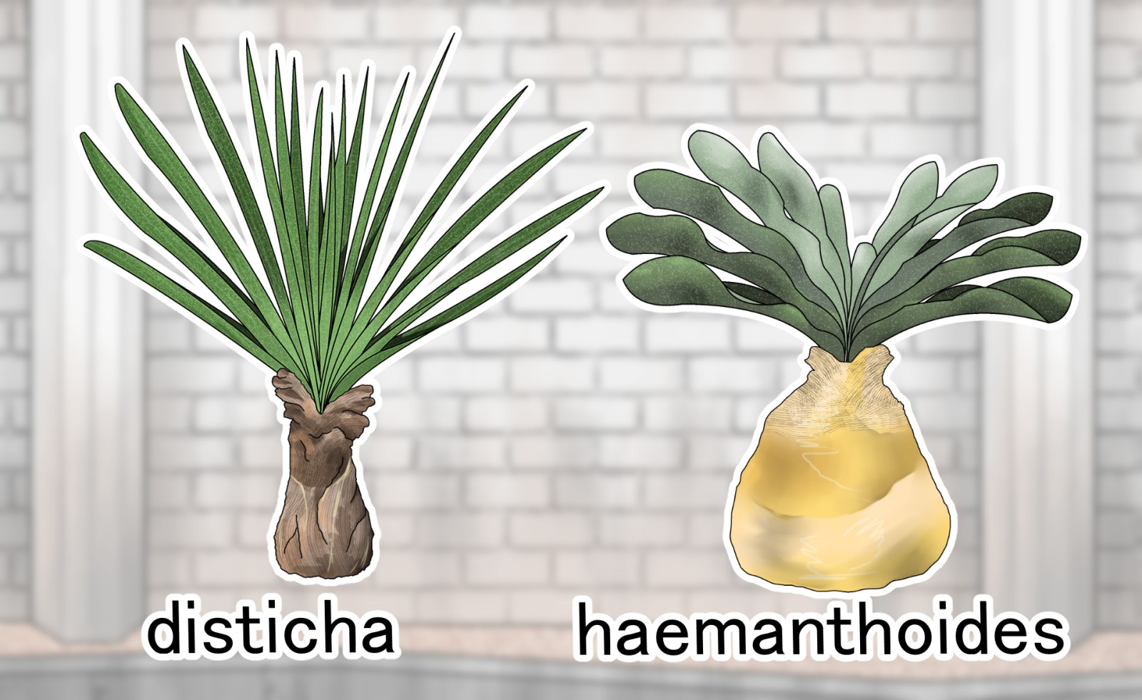 ブーファンが芽吹きました