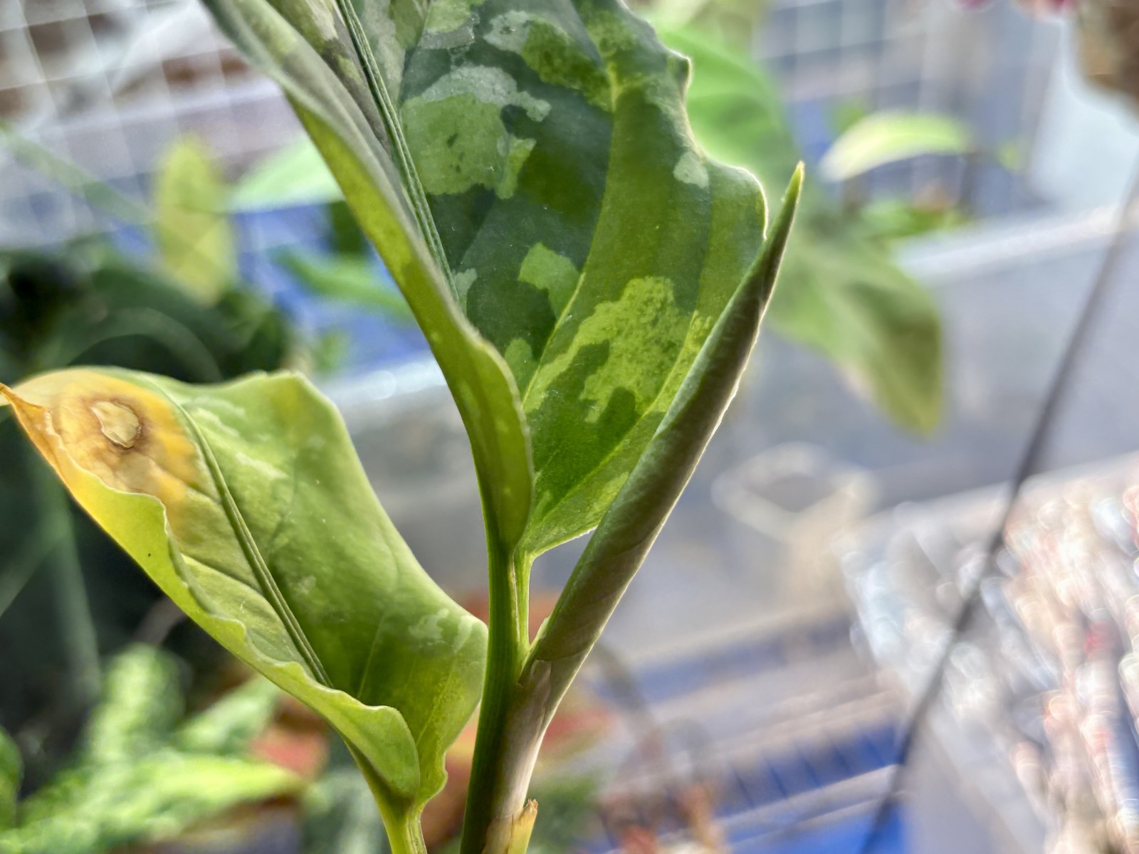 【アグラオネマ】また植物沼にハマった！なぜ人はピクタムにハマるのか？