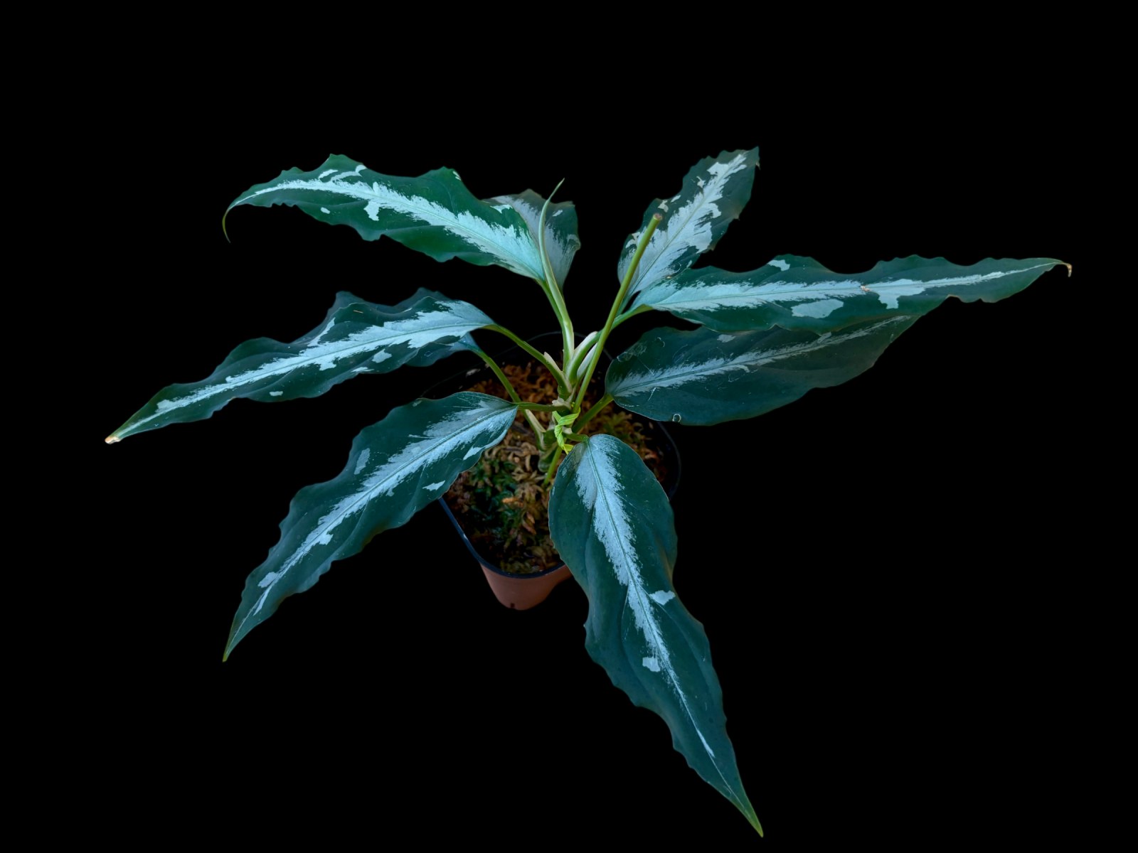 【アグラオネマ】また植物沼にハマった！なぜ人はピクタムにハマるのか？