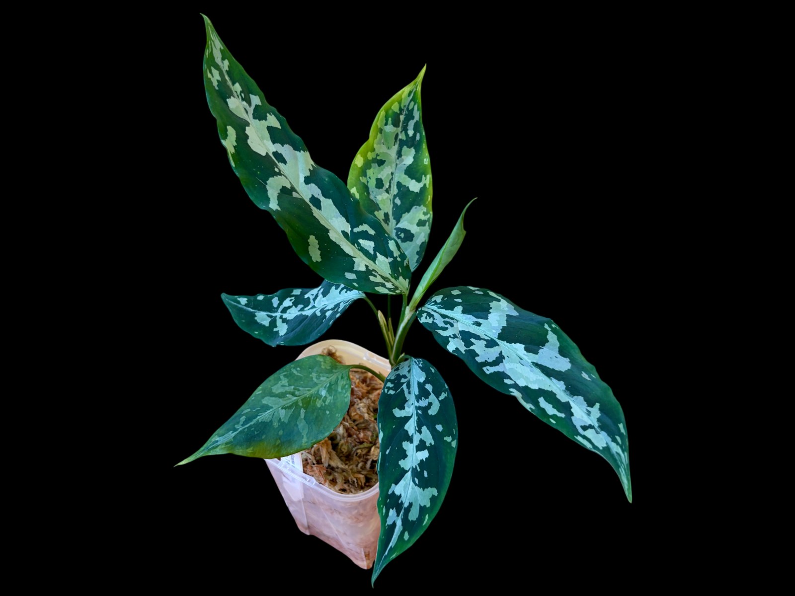 【アグラオネマ】また植物沼にハマった！なぜ人はピクタムにハマるのか？