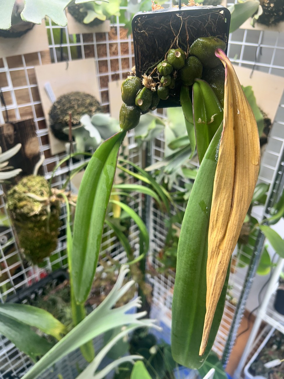 バルボフィラム・ファレノプシスを買いました