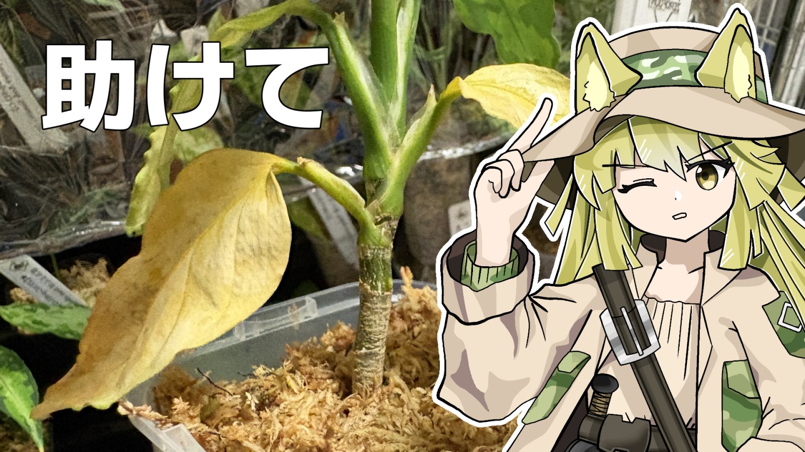 【緊急】ヤバい、ピクタムが折れる。どうしよう