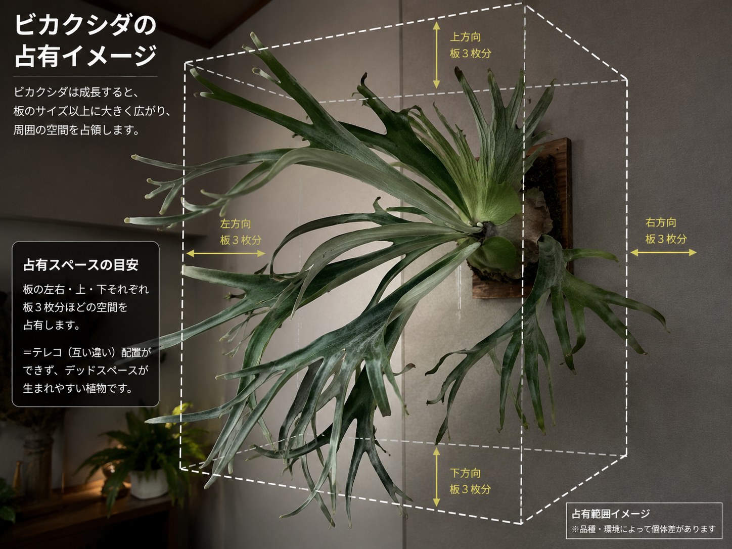 【実体験】ビカクシダって本当にカッコよくなる？、答え「なります。ただ...」