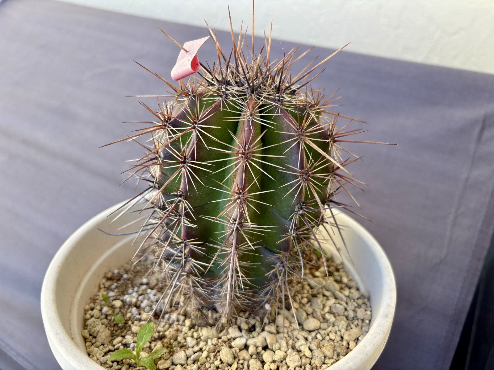 サグアロ