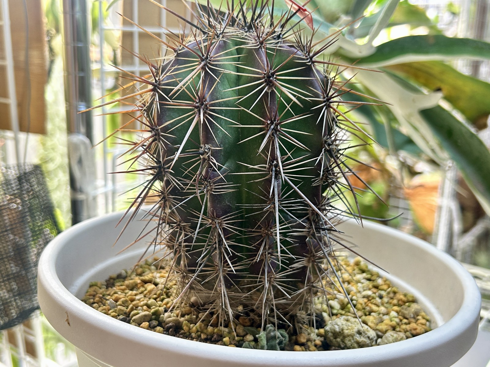 弁慶柱について解説！