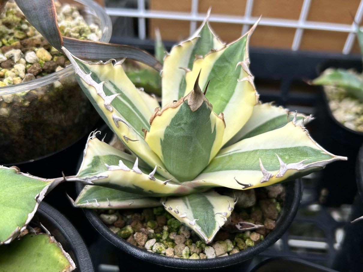 チタノタの斑入りが今熱い！