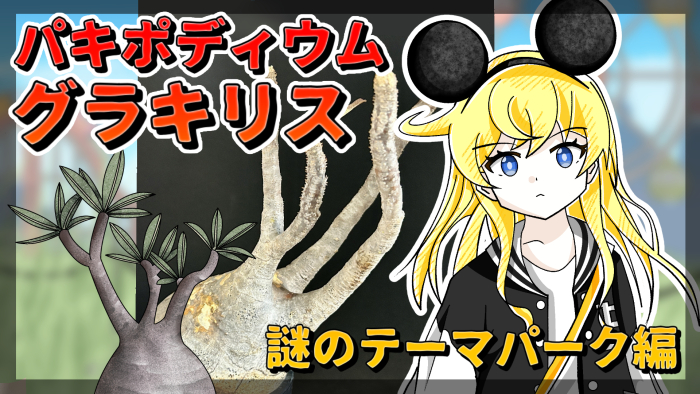 パキポディウム解説