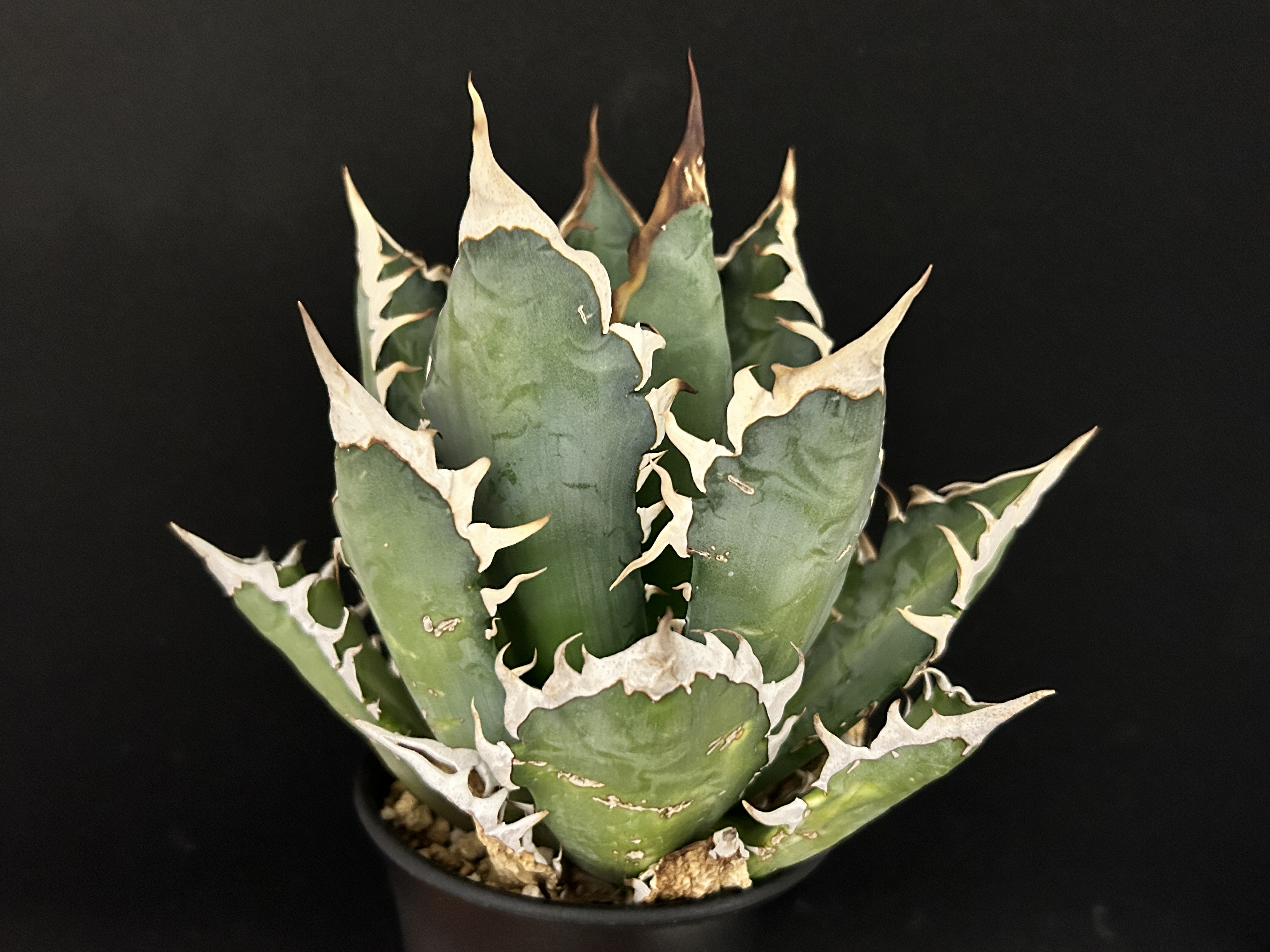 アガベ チタノタ