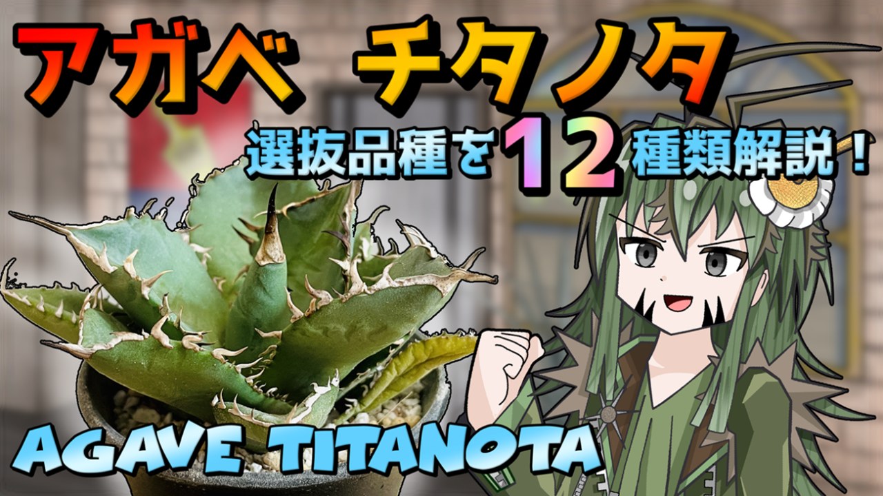 【アニメ】ミッション！チタノタ「白鯨」を手に入れろ！！【アガベ チタノタ_オテロイ】【植物解説＆茶番】のサムネイル