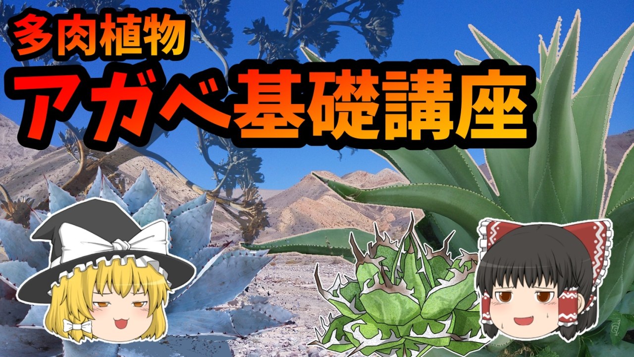 【ゆっくり解説】アガベ基礎講座【多肉植物】のサムネイル