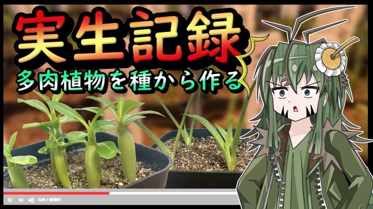 【実生記録】多肉植物Youtuberが実生に挑戦！実生のやり方とコツを解説します！！【種からアガベを作ろう】のサムネイル
