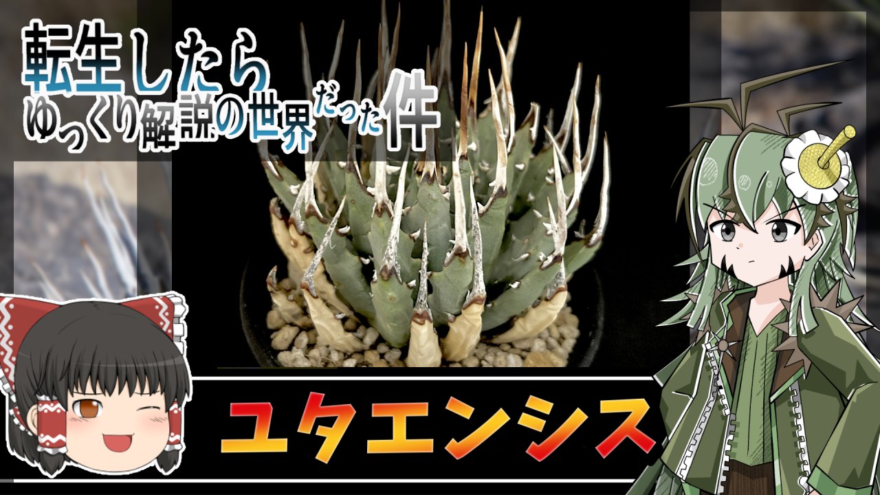 【植物アニメ】アガベ・ユタエンシスを解説！ゆっくり解説の裏側を暴露します【エボリスピナ】.のサムネイル