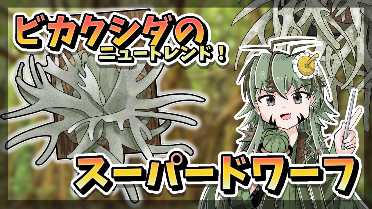 【アニメ雑談】ビカクシダのニュートレンド！ウィリンキードワーフを育ててみよう！【のサムネイル