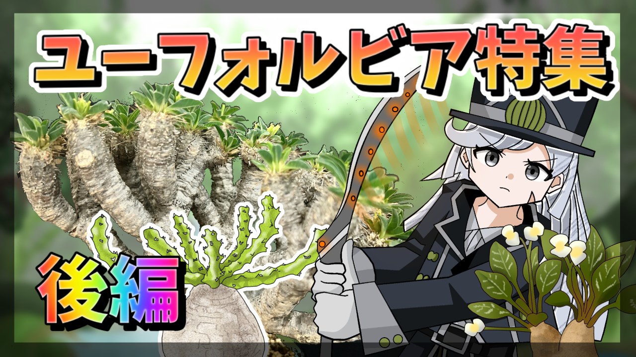 【植物アニメ】ユーフォルビア特集！怪しい多肉植物の深淵をのぞいてみた結果......【後編】のサムネイル
