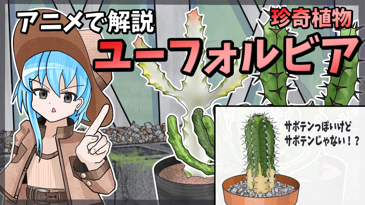 【アニメ解説】珍奇植物「ユーフォルビア」をアニメで解説！【多肉植物】【ビザールプランツ】のサムネイル