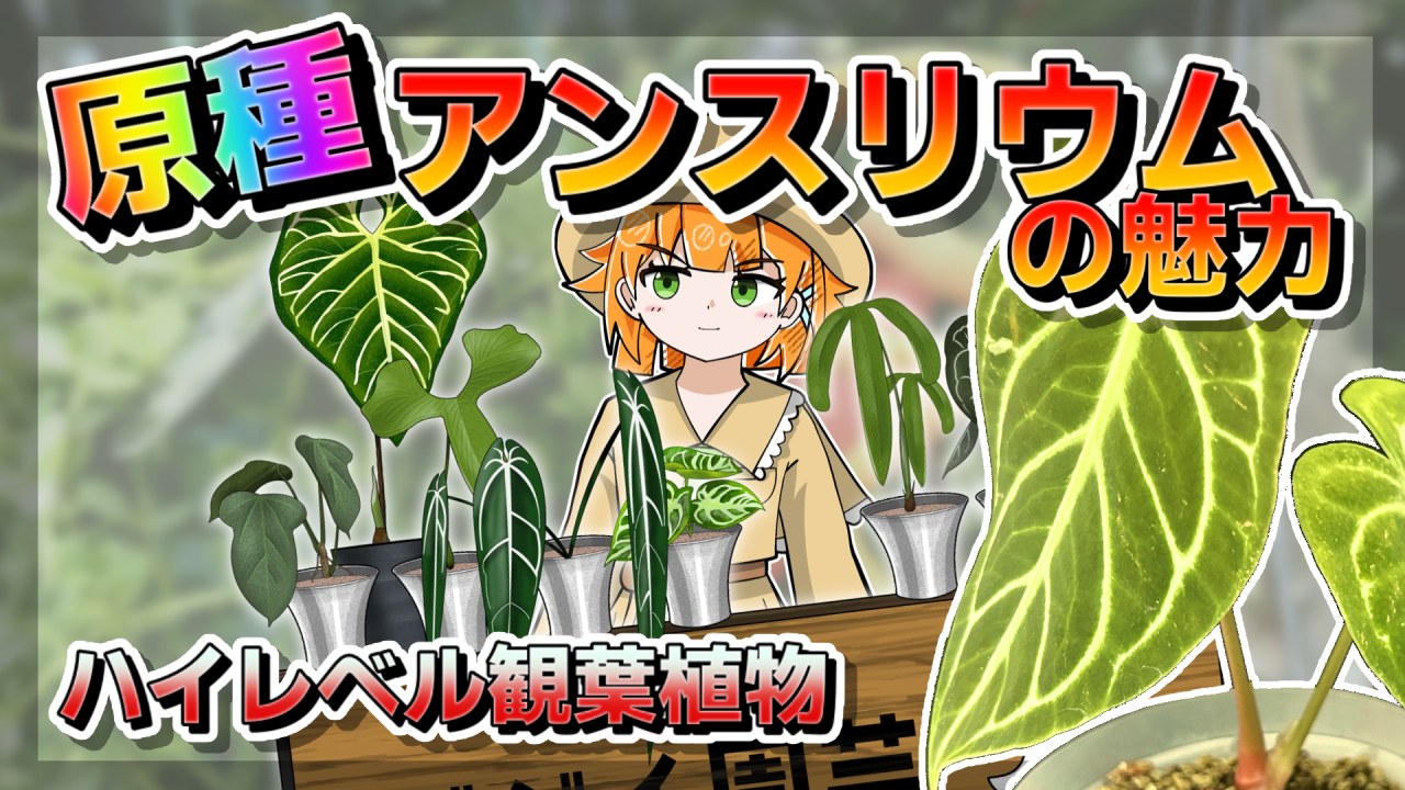 【アニメ解説】アンスリウムのサムネイル
