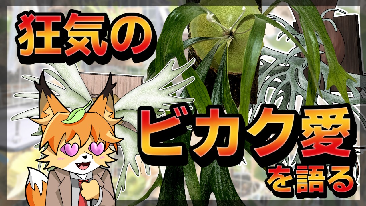 【ゆっくり雑談】オタクがビカクシダの魅力を語る。コレクションの紹介もします！【ウィリンキー沼】のサムネイル