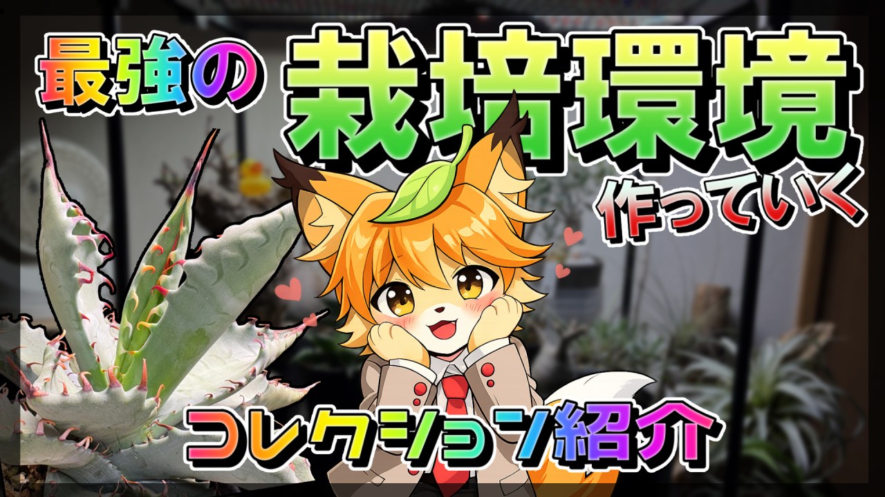 【植物雑談】変態植物コレクターのお気に入り植物コレクション【アガベ・塊根・盆栽系】のサムネイル