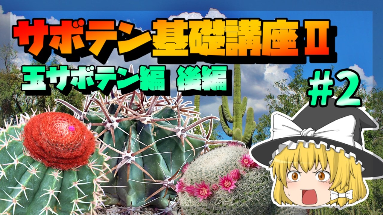 【ゆっくり解説】サボテン基礎講座Ⅱ　玉サボテン編・前編【リメイク】のサムネイル