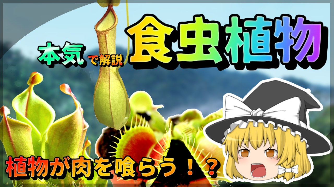 【ゆっくり解説】食虫植物完全解説！全種類の食虫植物を魅力とともにご紹介！【食虫植物】のサムネイル