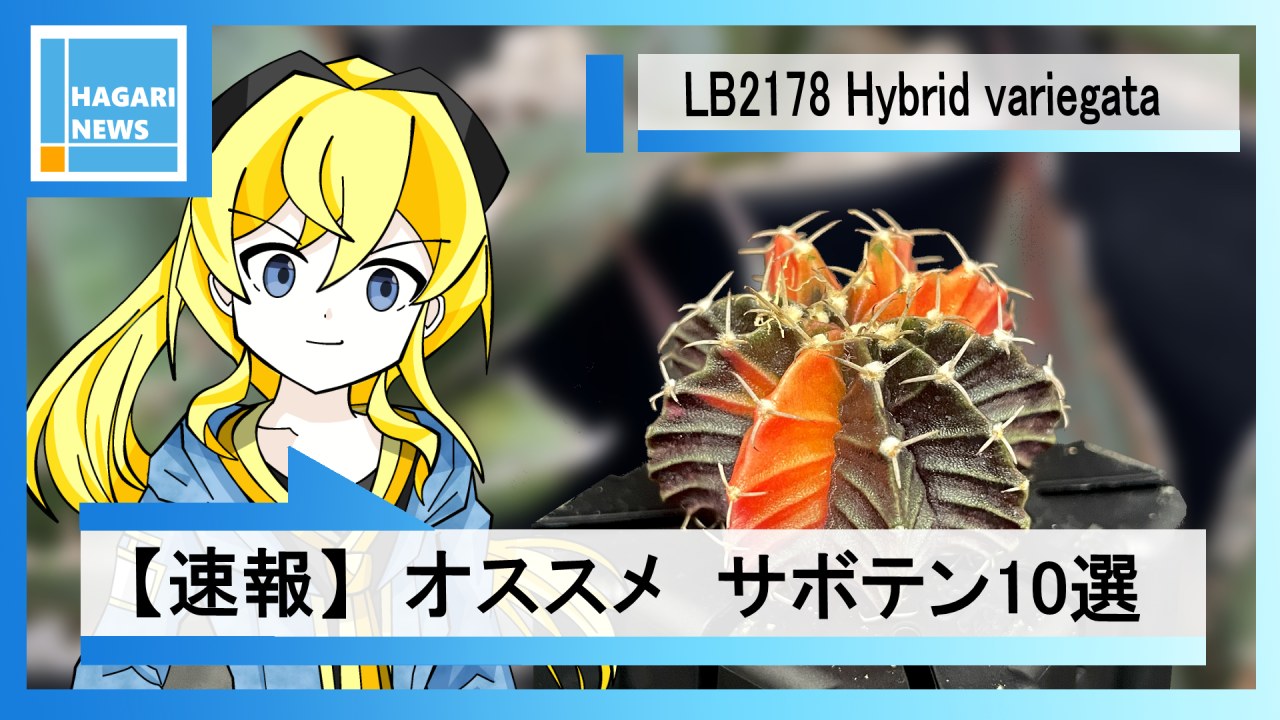 【速報】サボテンニュースのお時間です【オススメのサボテンを紹介】のサムネイル