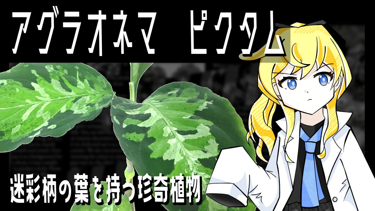 【植物紹介】迷彩柄の珍奇植物、アグラオネマ・ピクタム【アロイド】のサムネイル