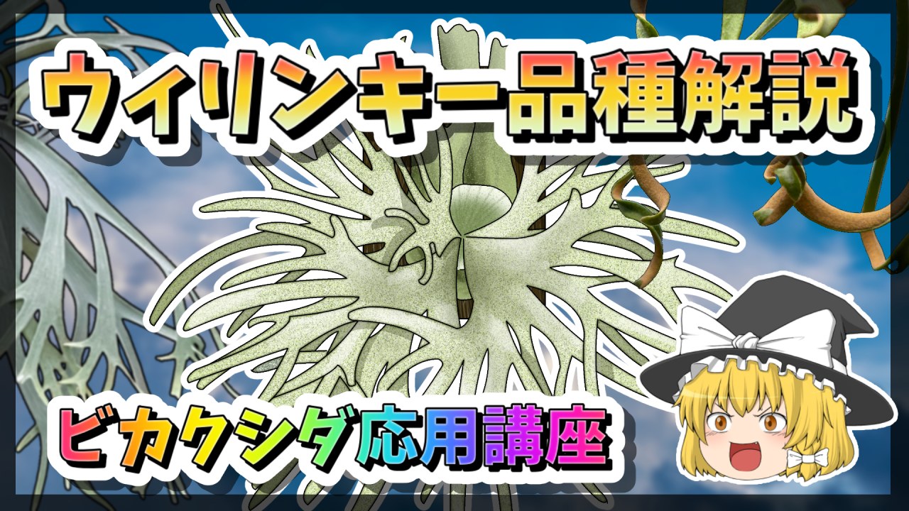 【ゆっくり解説】ビカクシダ応用講座　ウィリンキー編のサムネイル