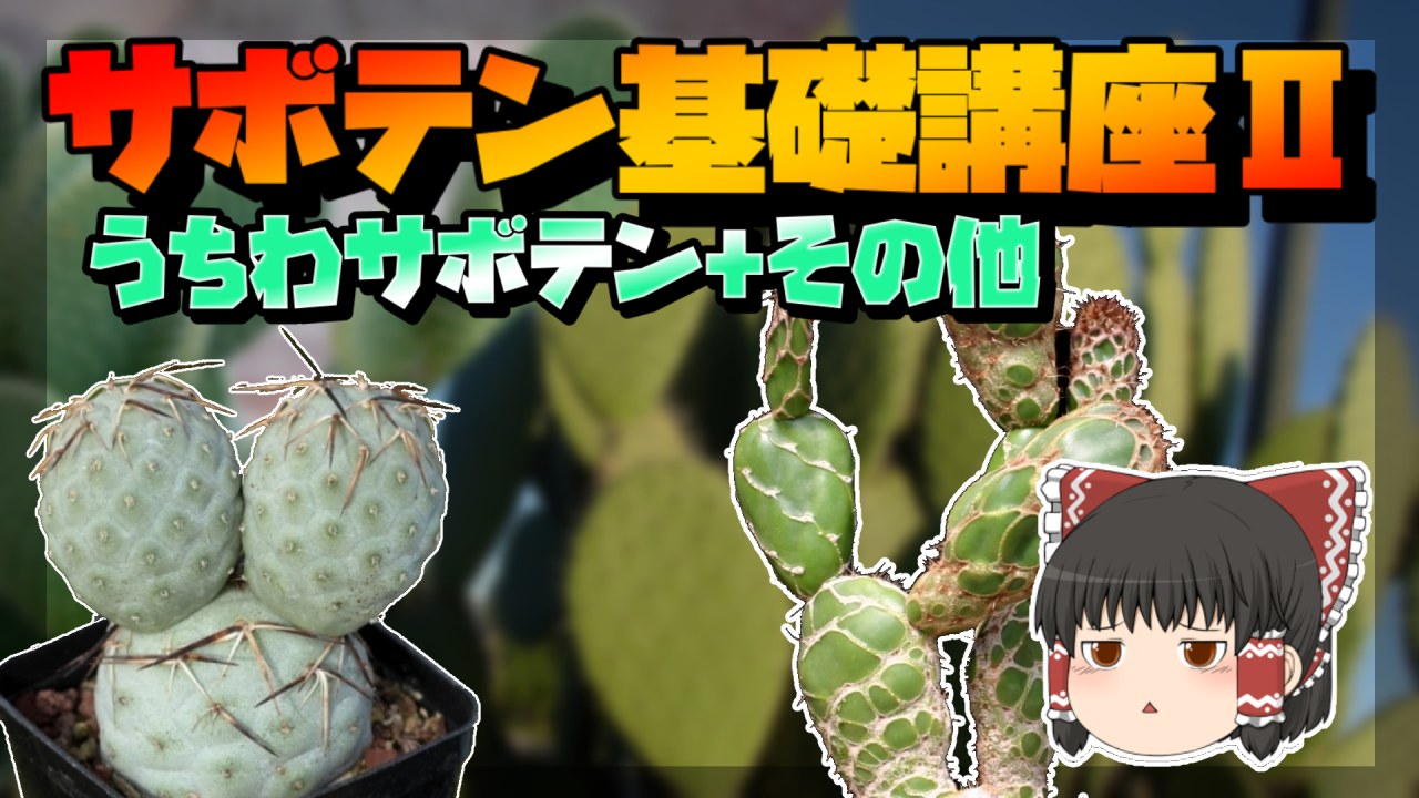 【ゆっくり解説】うちわサボテン基礎講座【オプンチア】のサムネイル