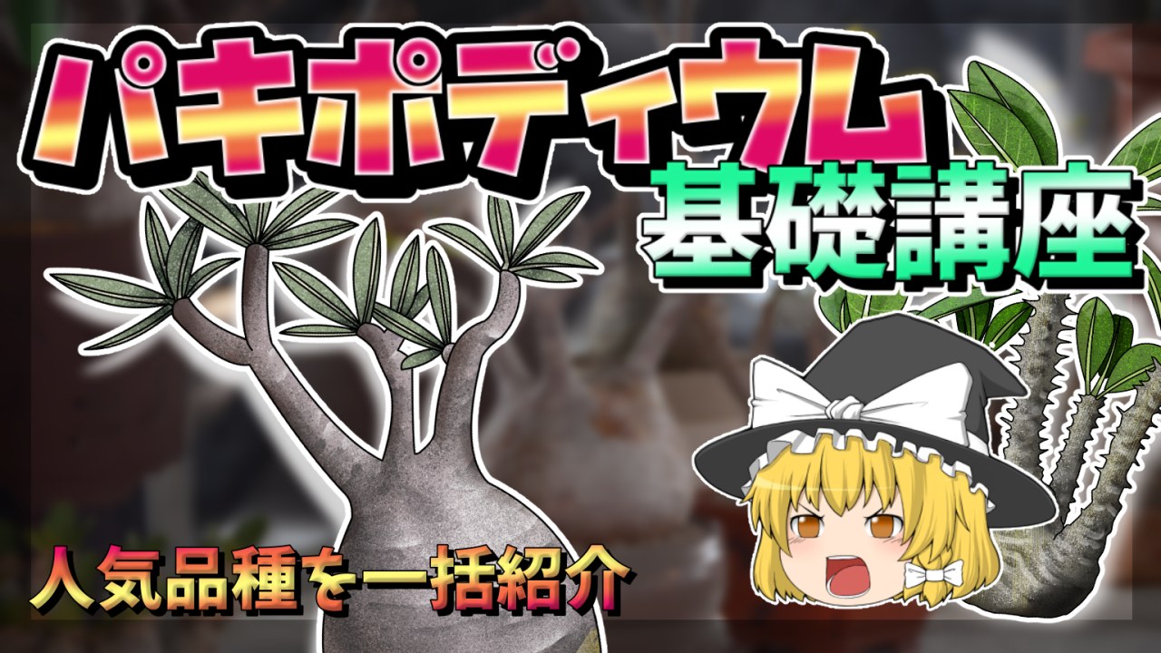 【ゆっくり解説】パキポディウム基礎講座【品種紹介・コーデックス】のサムネイル