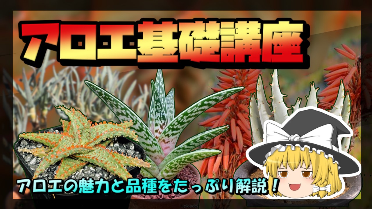 【ゆっくり解説】アロエ基礎講座【アロエの品種と魅力】のサムネイル