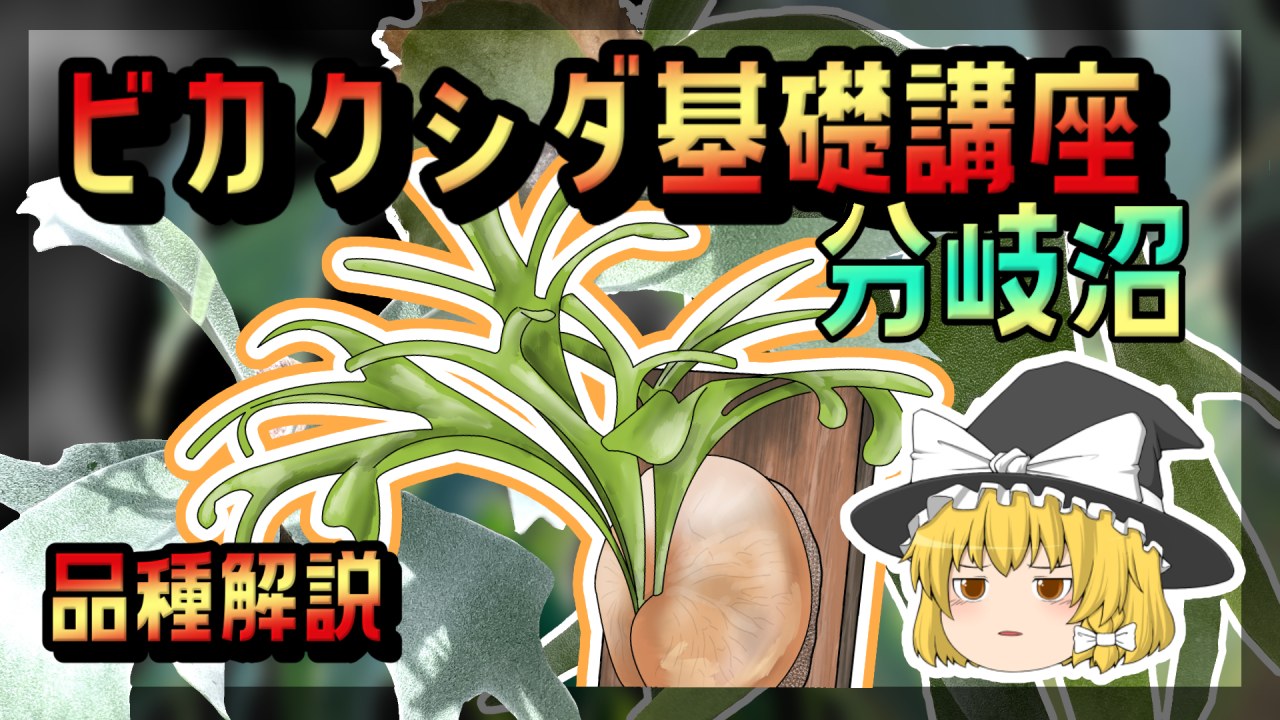 【ゆっくり解説】ビカクシダ基礎講座【品種解説】のサムネイル