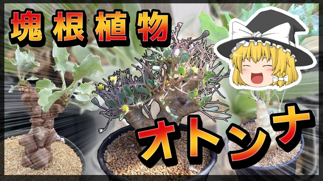 【ゆっくり解説】個性炸裂！塊根植物オトンナ属を解説！！【冬型コーデックス】【多肉植物】のサムネイル