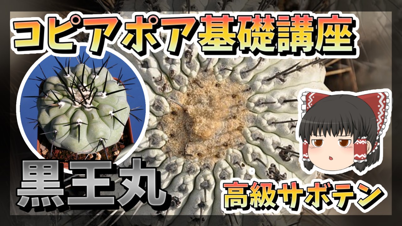 【ゆっくり解説】サボテン応用講座　コピアポア編【多肉植物・黒王丸】のサムネイル