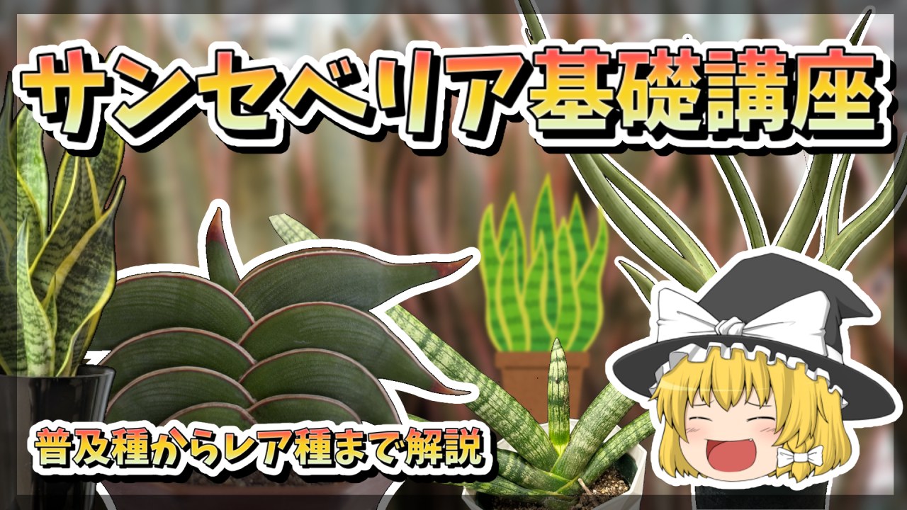 【ゆっくり解説】サンセベリア基礎講座【多肉植物】のサムネイル