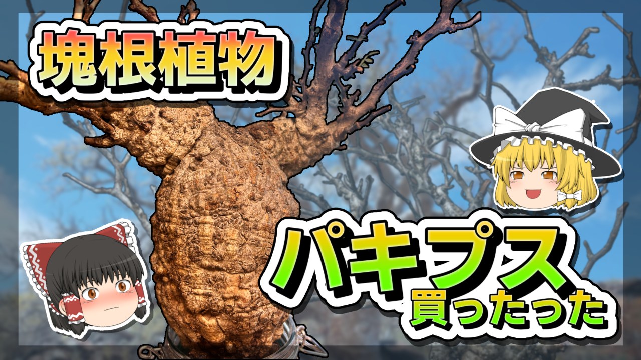 【ゆっくり解説】奇跡の塊根植物、パキプスとは？【灌木コーデックス・発根管理】のサムネイル