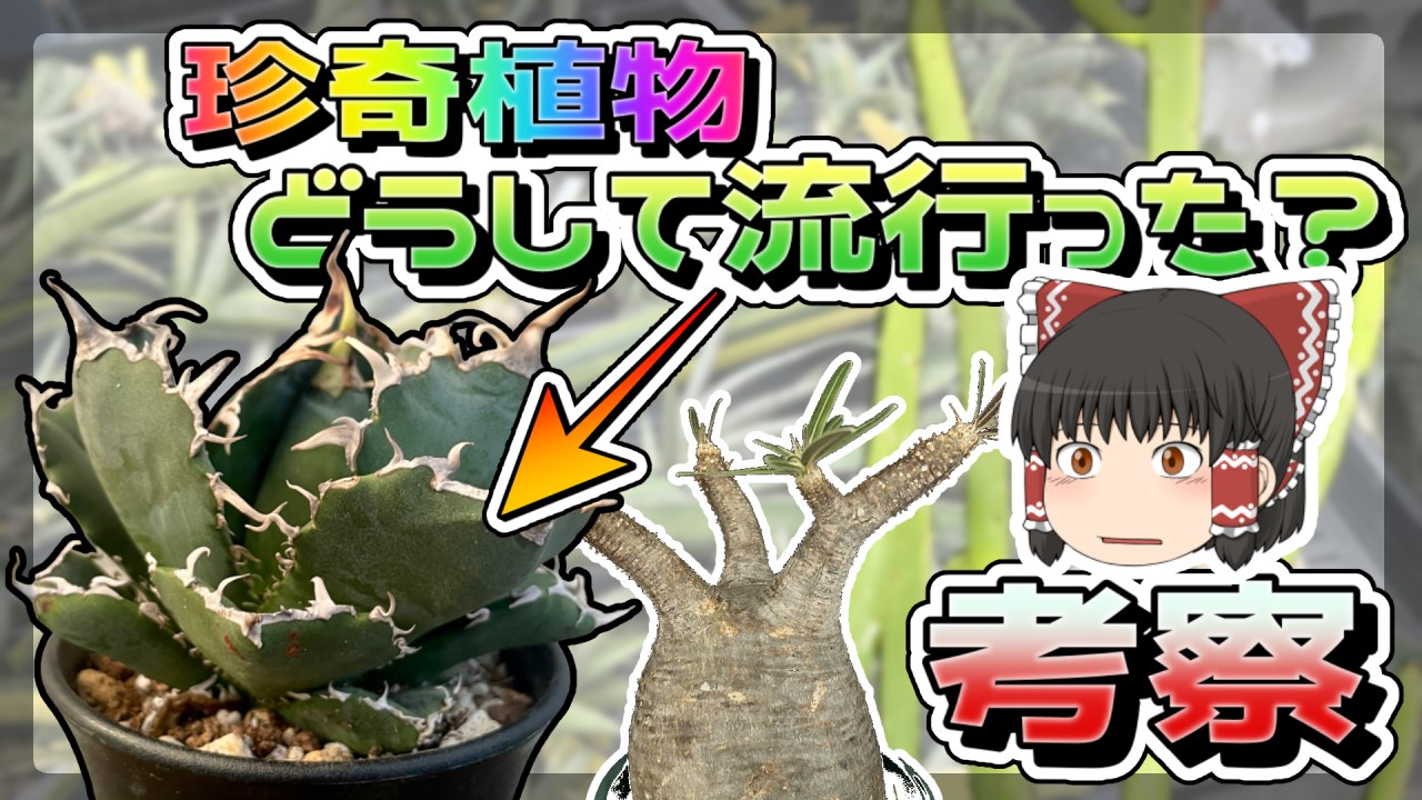 【ゆっくり考察】ド偏見で珍奇植物ブームの歴史を追う【ビザールプランツ史】のサムネイル