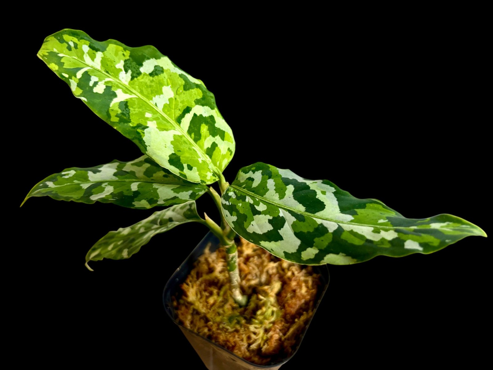 アグラオネマピクタム "アンダマン"（Aglaonema pictum "Andaman"）の写真