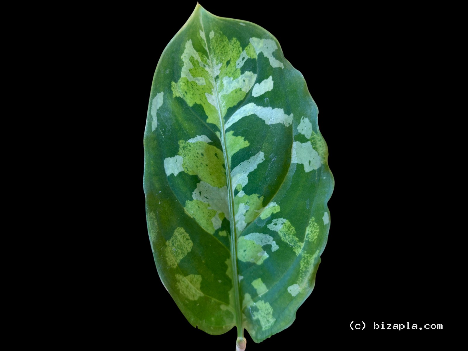 アグラオネマ・ピクタム "トリカラー"（Aglaonema pictum "Tricolor"）の写真