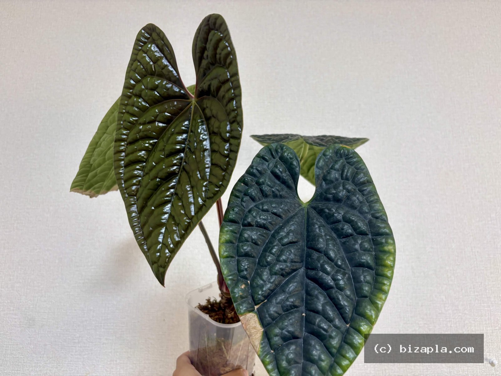 アンスリウム・ルクスリアンス（Anthurium luxurians）の写真