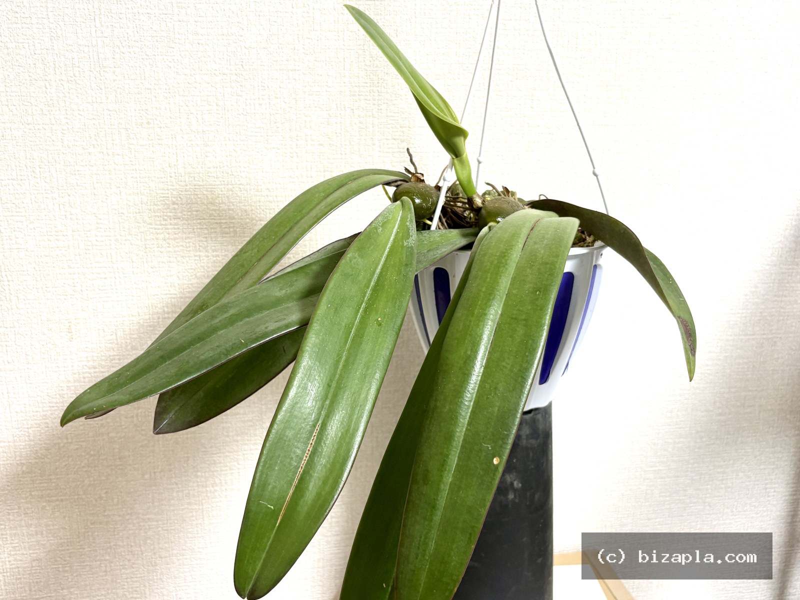 バルボフィラム・ファレノプシス（Bulbophyllum phalaenopsis）の写真