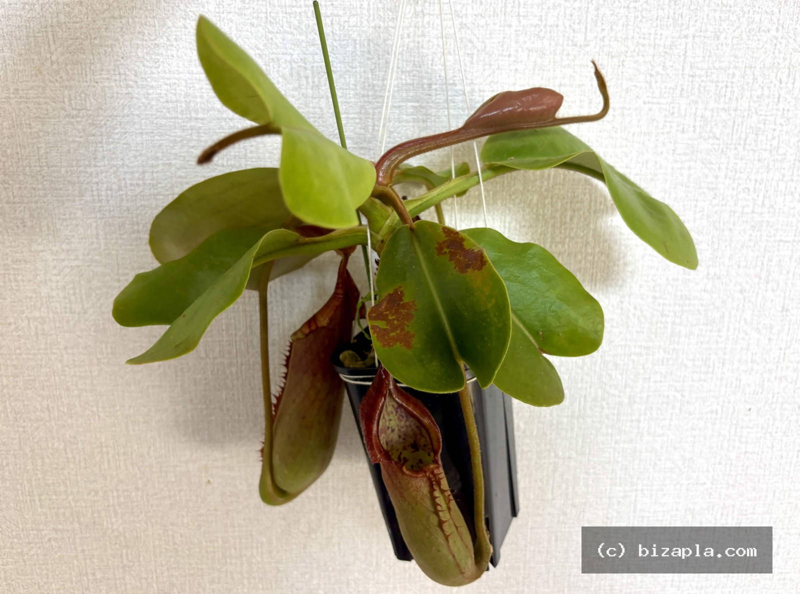 ネペンテス・トランカータ（Nepenthes truncata）の写真