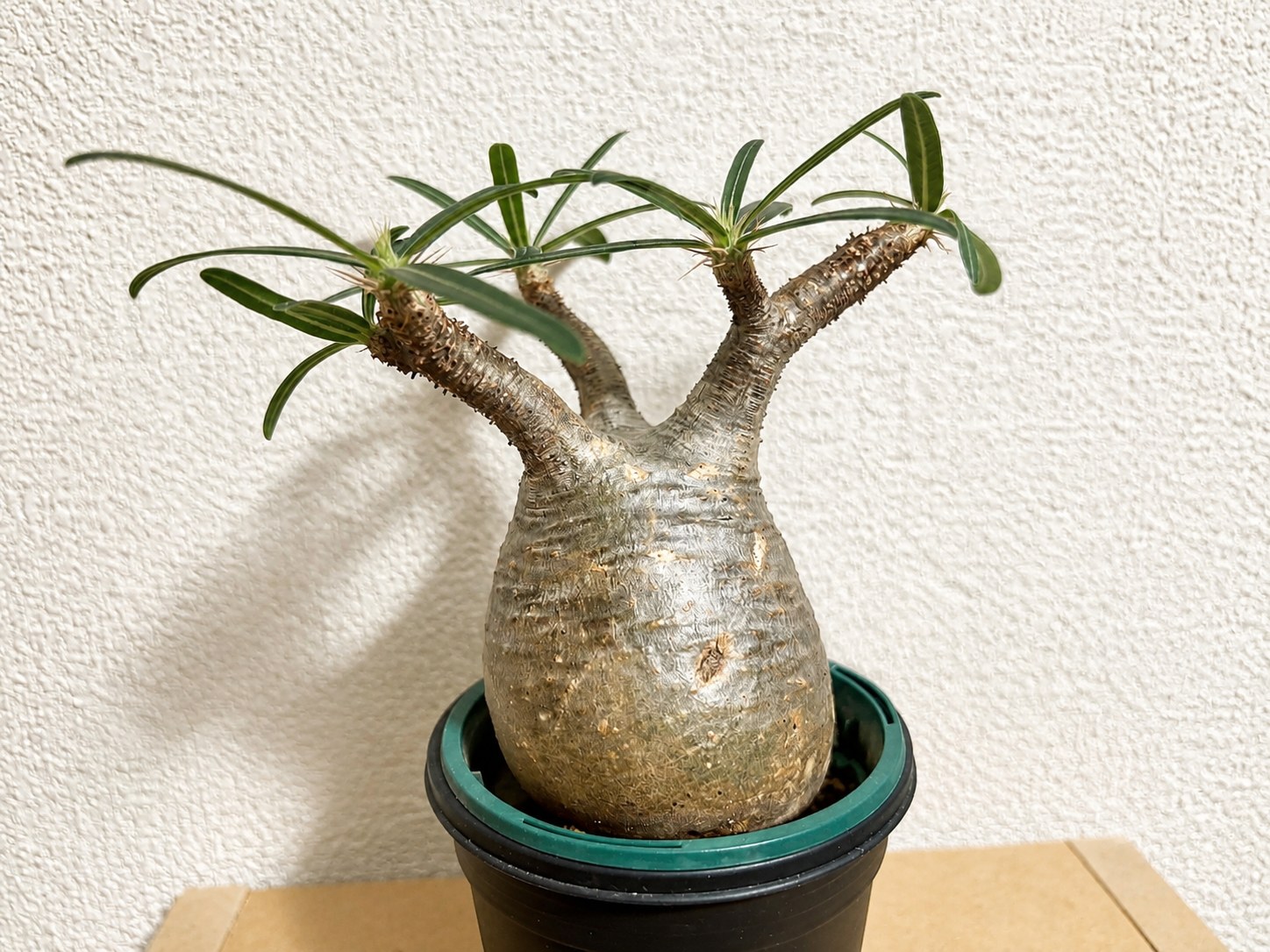 パキポディウム・グラキリス（Pachypodium rosulatum var. gracilius）の写真