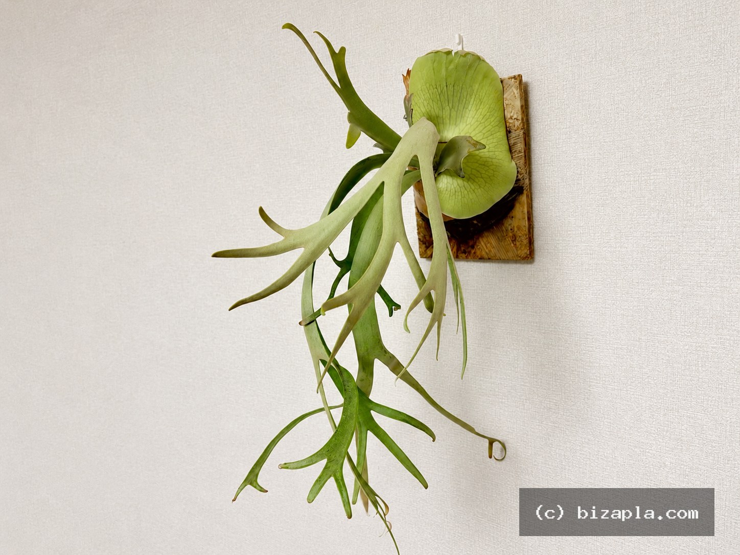 ビカクシダ・ウィリンキー（Platycerium willinckii）の写真